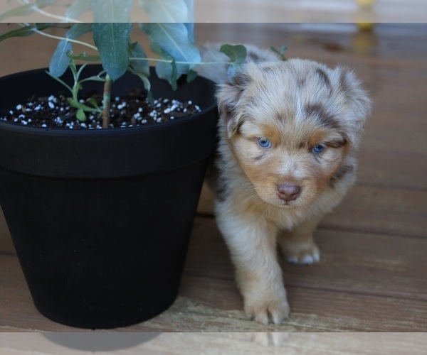 Medium Photo #62 Miniature Australian Shepherd Puppy For Sale in DAWSON, GA, USA
