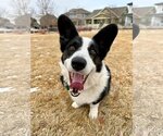 Small Photo #3 Cardigan Welsh Corgi Puppy For Sale in Denver , CO, USA