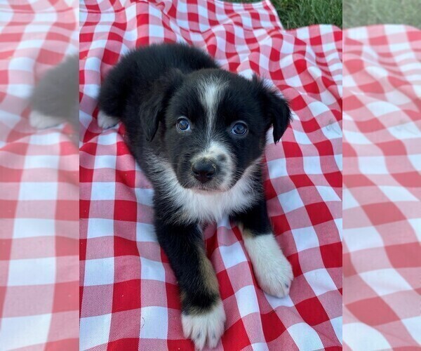 Medium Photo #10 Australian Shepherd Puppy For Sale in JEROMESVILLE, OH, USA