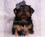 Small Photo #57 Yorkshire Terrier Puppy For Sale in WARSAW, IN, USA
