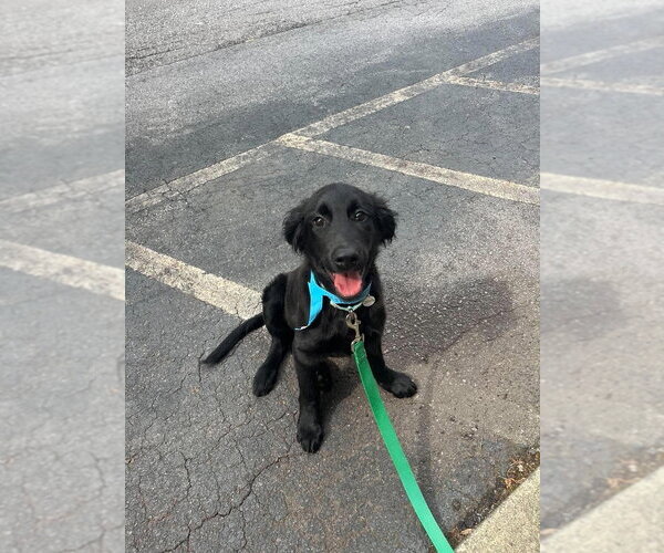 Medium Photo #2 Mutt Puppy For Sale in Candler, NC, USA