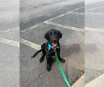 Small #1 Mutt
