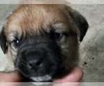 Small Photo #21 German Shepherd Dog-Great Pyrenees Mix Puppy For Sale in WOODLAND, WA, USA