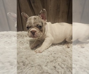 French Bulldog Puppy for Sale in SAN JOSE, California USA