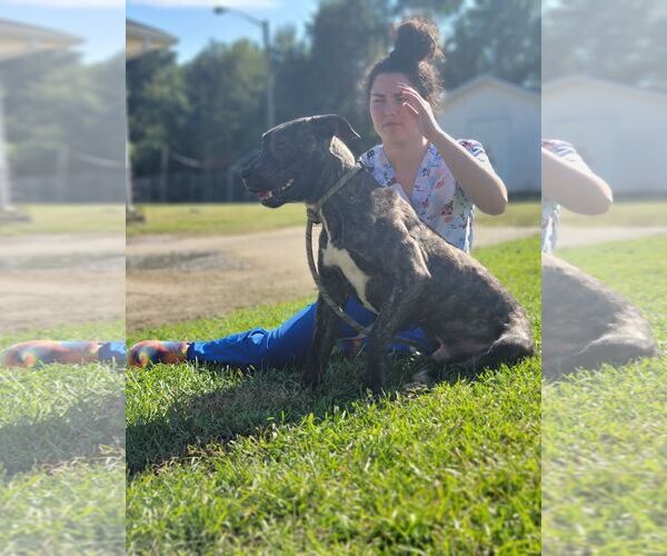 Medium Photo #8 Boxador Puppy For Sale in Orangeburg, SC, USA