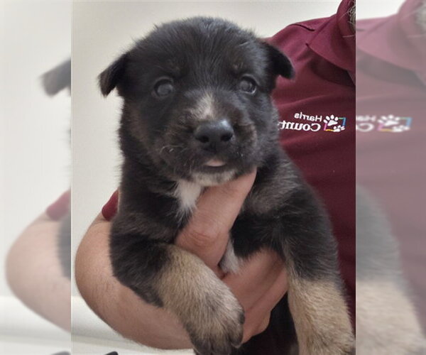 Medium Photo #1 German Shepherd Dog Puppy For Sale in Houston, TX, USA