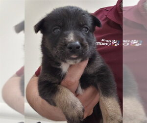 German Shepherd Dog Dogs for adoption in Houston, TX, USA