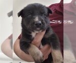 Small German Shepherd Dog