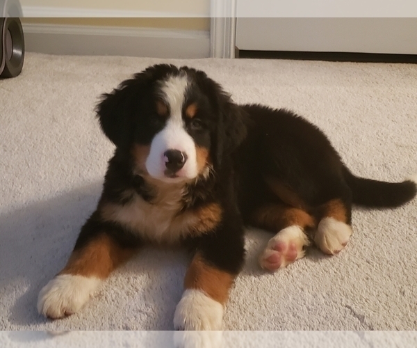 View Ad Bernese Mountain Dog Puppy for Sale near Maryland