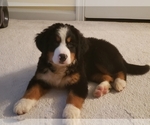 Small Photo #1 Bernese Mountain Dog Puppy For Sale in FREDERICK, MD, USA