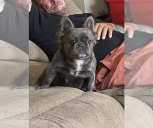 Mother of the French Bulldog puppies born on 09/17/2026