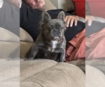 Small Photo #1 French Bulldog Puppy For Sale in SPENCER, WV, USA