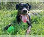 Small #2 Rottweiler-American Pit Bull Terrier