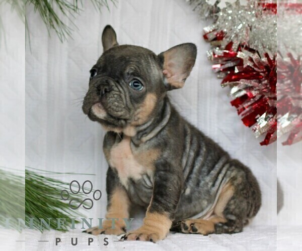 Medium Photo #2 French Bulldog Puppy For Sale in LITITZ, PA, USA