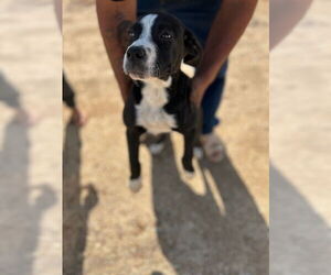 Boxer Dogs for adoption in HESPERIA, CA, USA