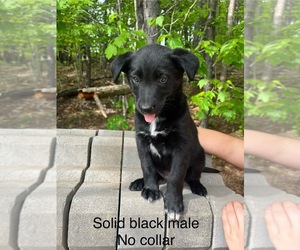 German Shepherd Dog Puppy for sale in WEST LIBERTY, KY, USA