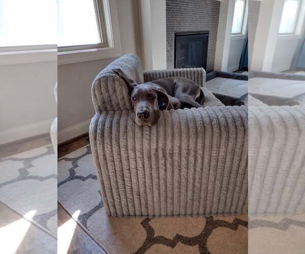 Medium Photo #7 Great Dane Puppy For Sale in Huntersville, NC, USA