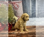 Small Photo #21 Aussiedoodle Puppy For Sale in COMMERCE, MI, USA