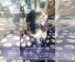 Small Photo #15 Poodle (Standard) Puppy For Sale in MOORESVILLE, NC, USA