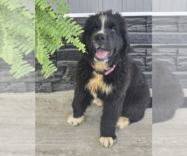 Medium Photo #32 Newfoundland Puppy For Sale in TILTON, IL, USA