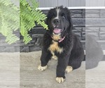 Small Photo #32 Newfoundland Puppy For Sale in TILTON, IL, USA
