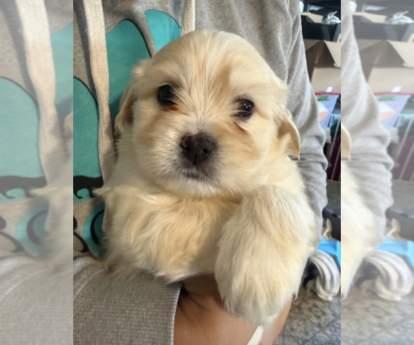 Medium Photo #2 Maltese-Unknown Mix Puppy For Sale in Rockville, MD, USA