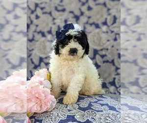 Poodle (Toy) Puppy for sale in KINZERS, PA, USA