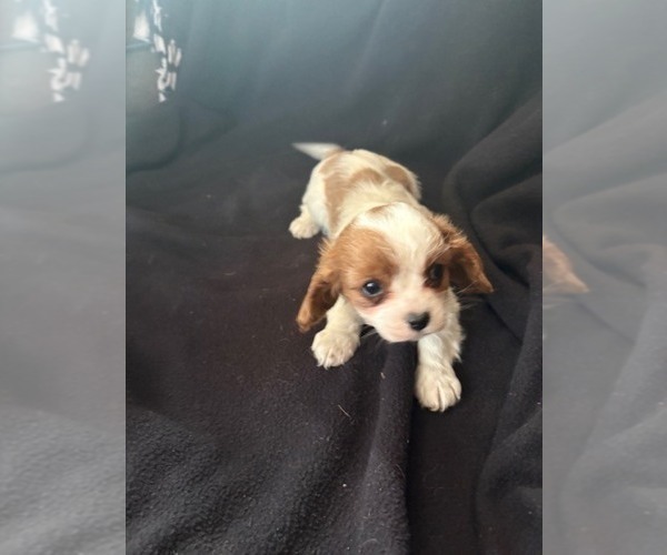 Medium Photo #2 Cava-Corgi Puppy For Sale in WATERTOWN, WI, USA