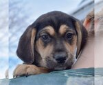 Small #4 Coonhound Mix