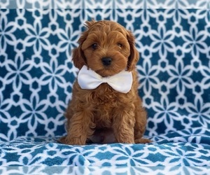 Cavapoo-Poodle (Miniature) Mix Puppy for sale in LAKELAND, FL, USA