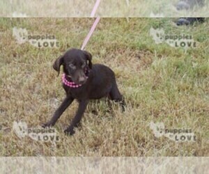 Labrador Retriever Puppy for sale in SANGER, TX, USA