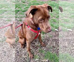 Sable - Male Labralas Dog for Adoption - Photo #4