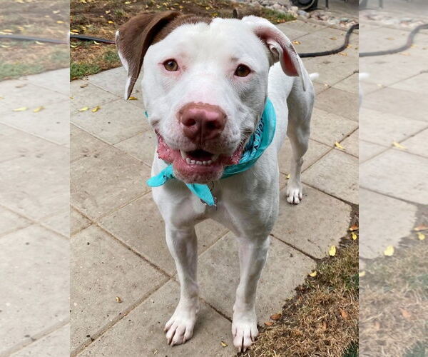 Medium Photo #1 American Pit Bull Terrier-Unknown Mix Puppy For Sale in Redlands, CA, USA