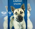 SNOW - Male Akita-Siberian Husky Mix Dog for Adoption - Small photo