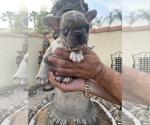 French Bulldog Puppy for sale in MORENO VALLEY, CA, USA