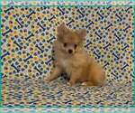 Image preview for Ad Listing. Nickname: Timmy
