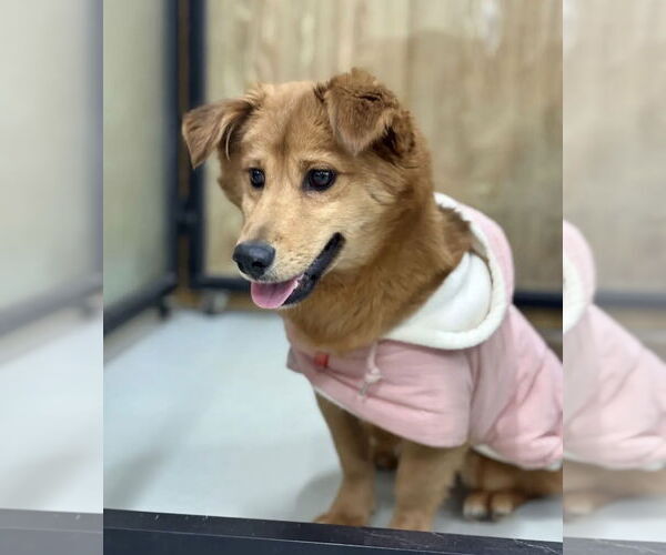 Medium Photo #2 Mutt Puppy For Sale in Agoura Hills, CA, USA