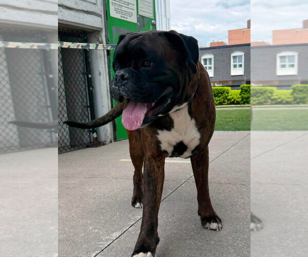 Medium Photo #3 Boxer Puppy For Sale in Brights Grove, Ontario, Canada