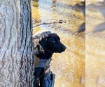 Small #36 Labrador Retriever