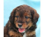 Small Photo #4 Miniature Bernedoodle Puppy For Sale in GORDONVILLE, PA, USA