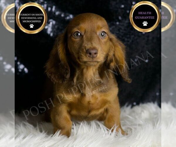 Medium Photo #1 Dachshund Puppy For Sale in WARSAW, IN, USA
