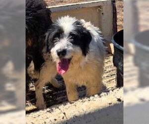 Border Collie-Unknown Mix Dogs for adoption in Grafton, WI, USA