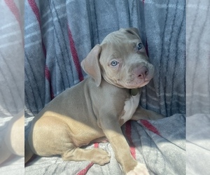 American Bully Puppy for sale in DUMFRIES, VA, USA