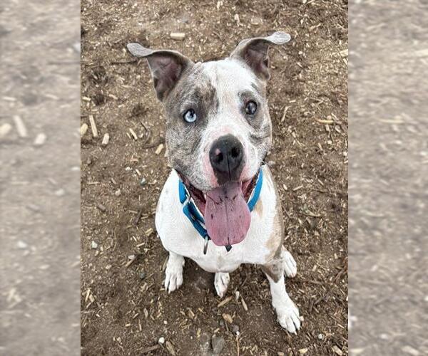 Medium Photo #1 American Pit Bull Terrier-Bulldog Mix Puppy For Sale in Denver, CO, USA