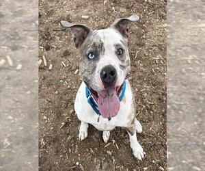 American Pit Bull Terrier-Bulldog Mix Dogs for adoption in Denver, CO, USA