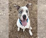 Small American Pit Bull Terrier-Bulldog Mix