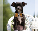 Small #3 Chihuahua