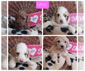 Poodle (Standard)-Saint Berdoodle Mix Puppy for sale in RUSSELL SPRINGS, KY, USA
