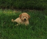 Image preview for Ad Listing. Nickname: Tommy