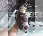 Small Photo #25 German Shorthaired Pointer Puppy For Sale in SAINT GEORGE, SC, USA